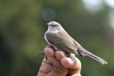 Close-up of a bird on hand