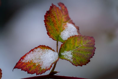 Close-up of maple leaf on tree during winter