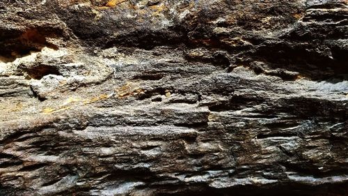 Full frame shot of tree trunk