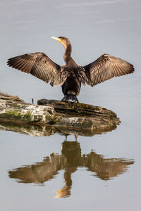 Double crested cormorant reflection with its wings wide open