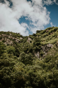 Low angle view of trees and plants against sky