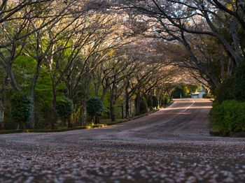 Surface level of road amidst trees in city
