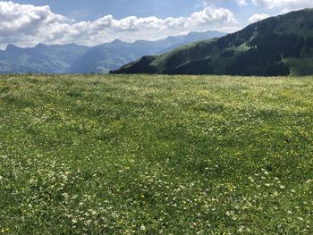 Scenic view of field against sky