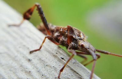 Close-up of insect