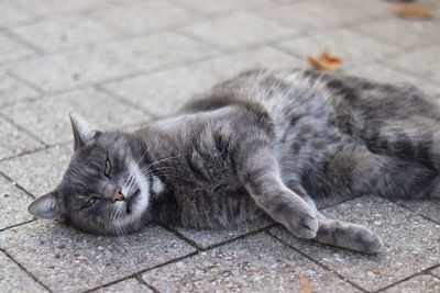 High angle view of cat sleeping on footpath