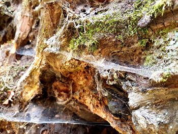 Close-up of tree trunk