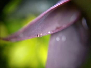 Close-up of water drops on flower