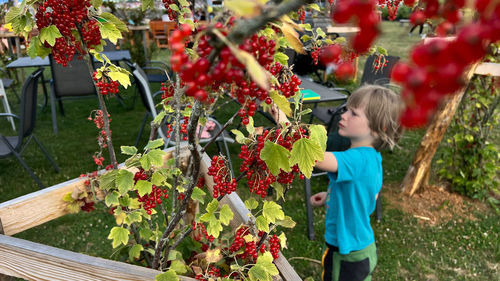 A boy is picking red currant on a berry farm beerenmeile in regensburg, germany