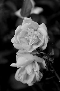 Close-up of rose blooming outdoors