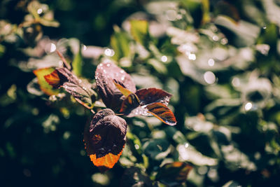 Close-up of butterfly pollinating on flower