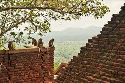 View of birds on roof