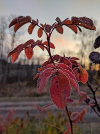 Close-up of red leaves on tree during winter