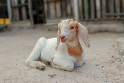 Portrait of goat relaxing outdoors