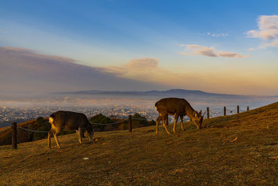 Horses on field against sky during sunset