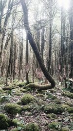 View of bare trees in forest