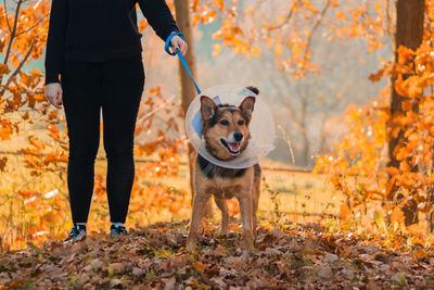 Low section of man with dog standing on field in procetive collar