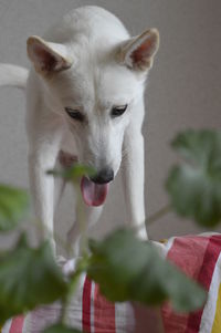 Pets.domestic animals.white canadian shepherd.