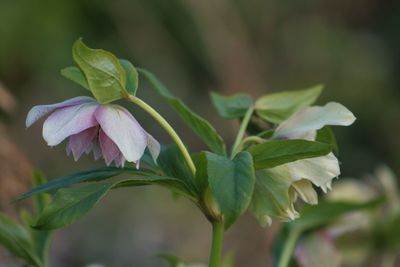 Close-up of flower against blurred background