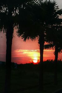 Silhouette of palm trees at sunset