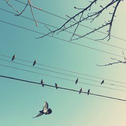 Low angle view of birds perching on power line