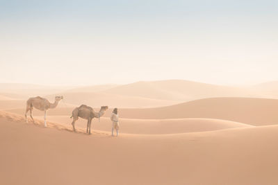 Horses in a desert