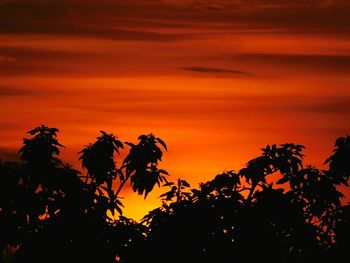 Silhouette of trees at sunset