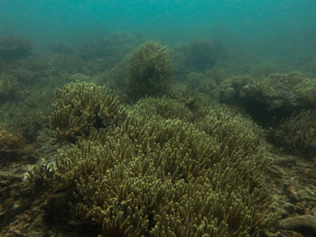 View of coral in sea