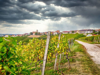 Panoramic view of vineyard against sky