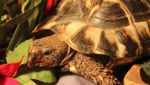 Close-up of tortoise