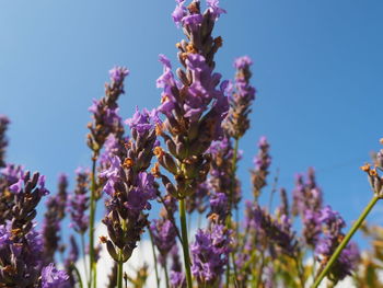 Close-up of purple flowering plants against sky