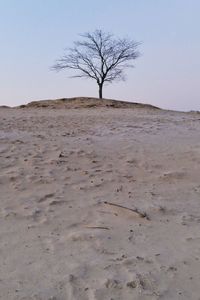 Bare tree on field against sky