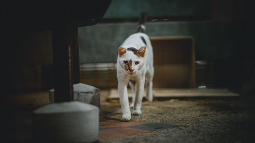 Portrait of dog by cat at home