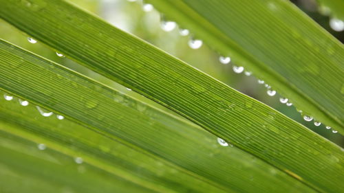 Close-up of raindrops on green leaves