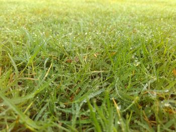 Close-up of grass growing in field