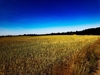 Scenic view of field against clear blue sky