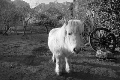 Horse standing in a field