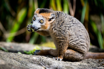 Close-up of lemur sitting outdoors