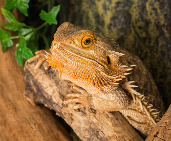 Close-up of lizard