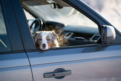 Dog sitting in car