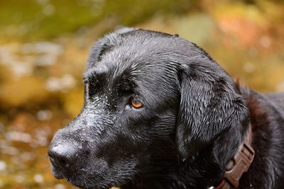 Close-up of dog looking away