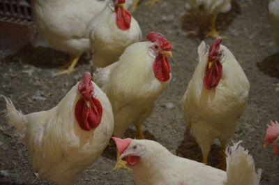 Chickens in a farm