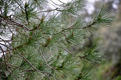 Close-up of pine tree branch