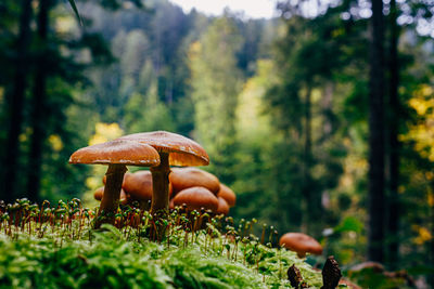 Closeup of mushrooms on moss in forest
