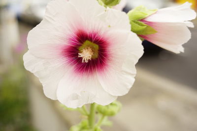 Close-up of pink flower blooming outdoors