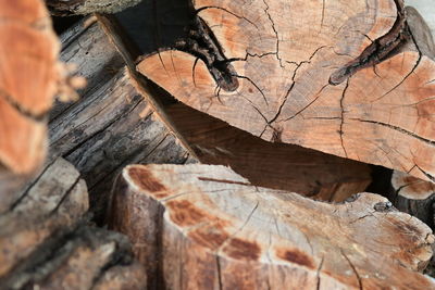 Close-up of log in forest