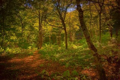 Trees in forest during autumn