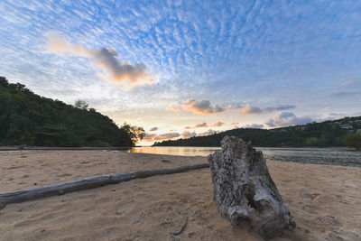 Driftwood on beach against sky during sunset