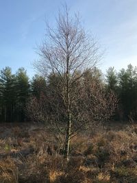 Bare trees on field against sky