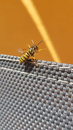 Close-up of bee on yellow wall