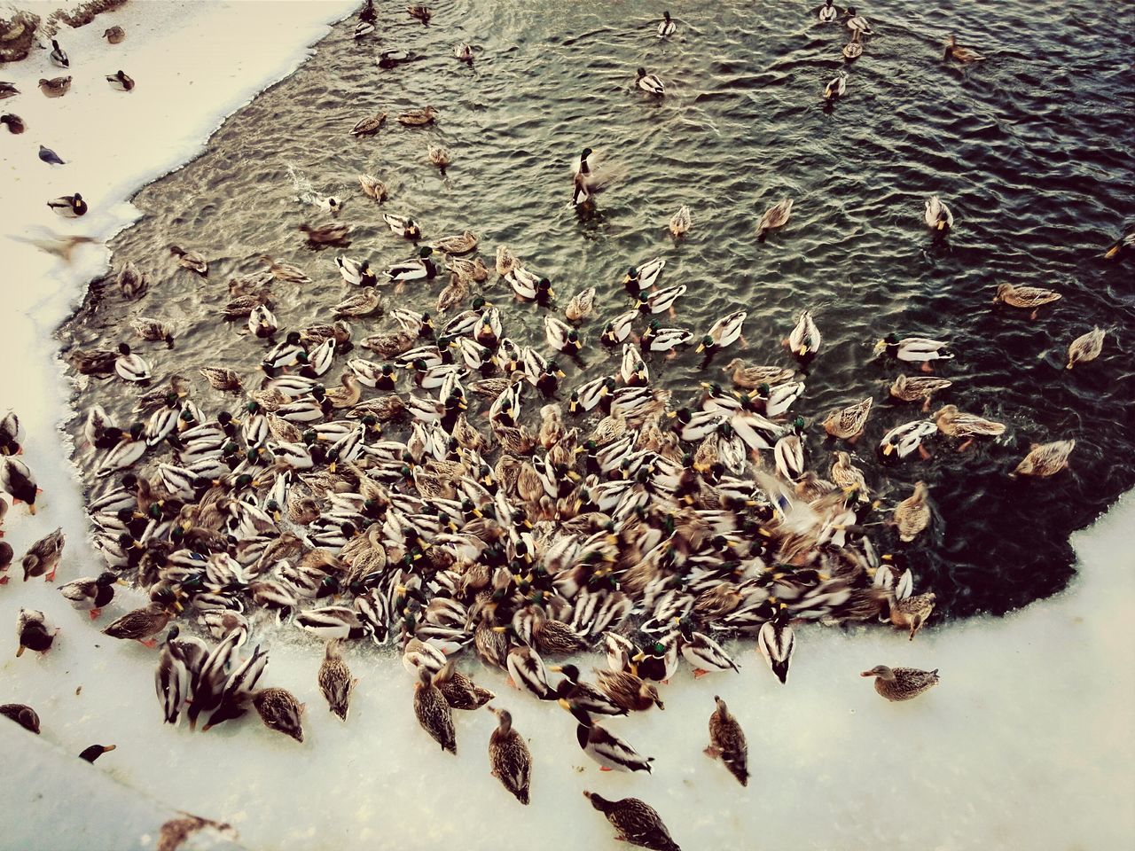 high angle view, sand, beach, animal themes, nature, bird, animals in the wild, wildlife, water, day, shore, outdoors, flock of birds, tranquility, no people, sunlight, medium group of animals, beauty in nature, elevated view